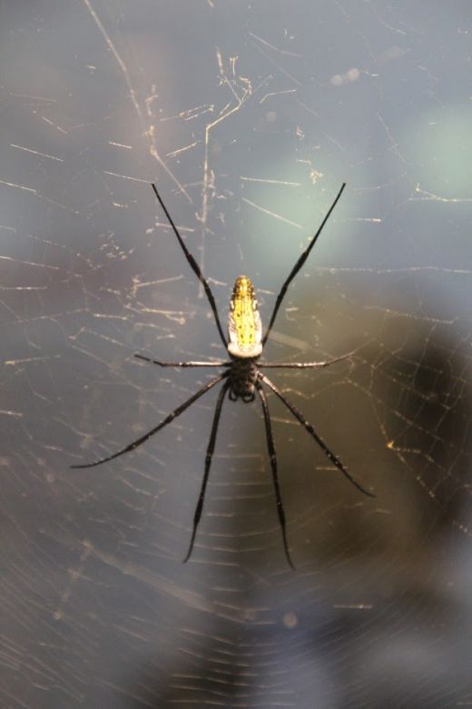 Detailreiche Aufnahme einer Spinne im Netz, die die filigrane Struktur und stille Schönheit kleiner Tiere zeigt.